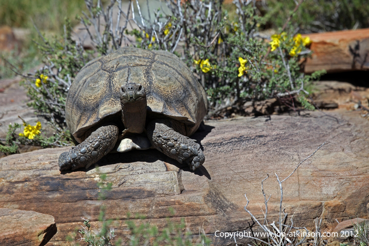 Leopard Tortoise, South Africa.